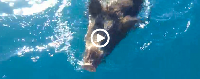 wild boar rescued at sea